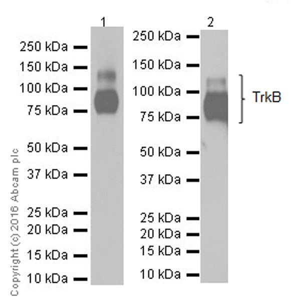 Western blot - Anti-TrkB antibody [EPR17805-146] - Low endotoxin, Azide free (AB223155), expandable thumbnail