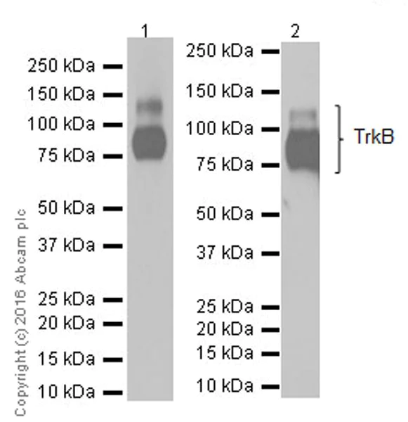 Western blot - Anti-TrkB antibody [EPR17805-146] - Low endotoxin, Azide free (AB223155)