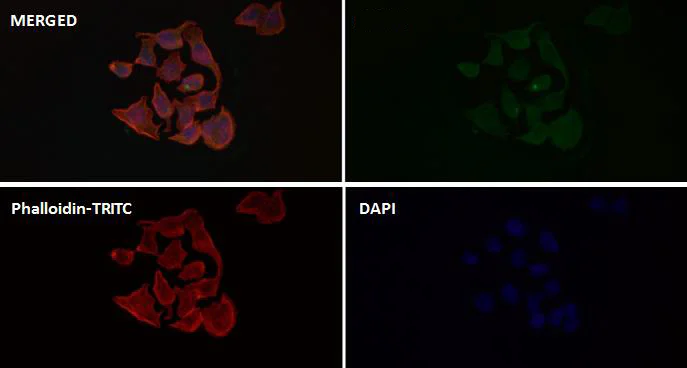 Immunocytochemistry/ Immunofluorescence - Anti-TrkB (phospho Y817) antibody [SC0556] (AB326623)
