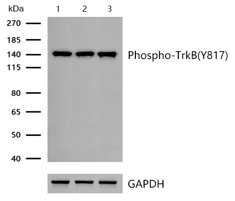 Western blot - Anti-TrkB (phospho Y817) antibody [SC0556] (AB326623)