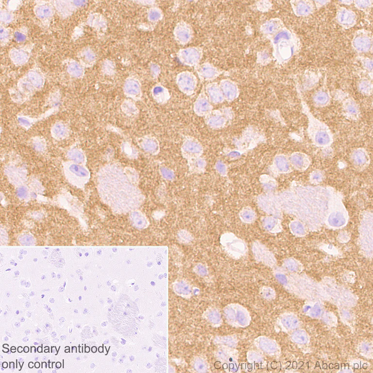Immunohistochemistry (Formalin/PFA-fixed paraffin-embedded sections) - Anti-TrkC antibody [EPR22959-40] (AB240651)