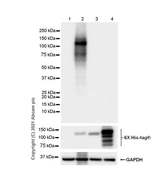 Western blot - Anti-TrkC antibody [EPR22959-40] (AB240651)