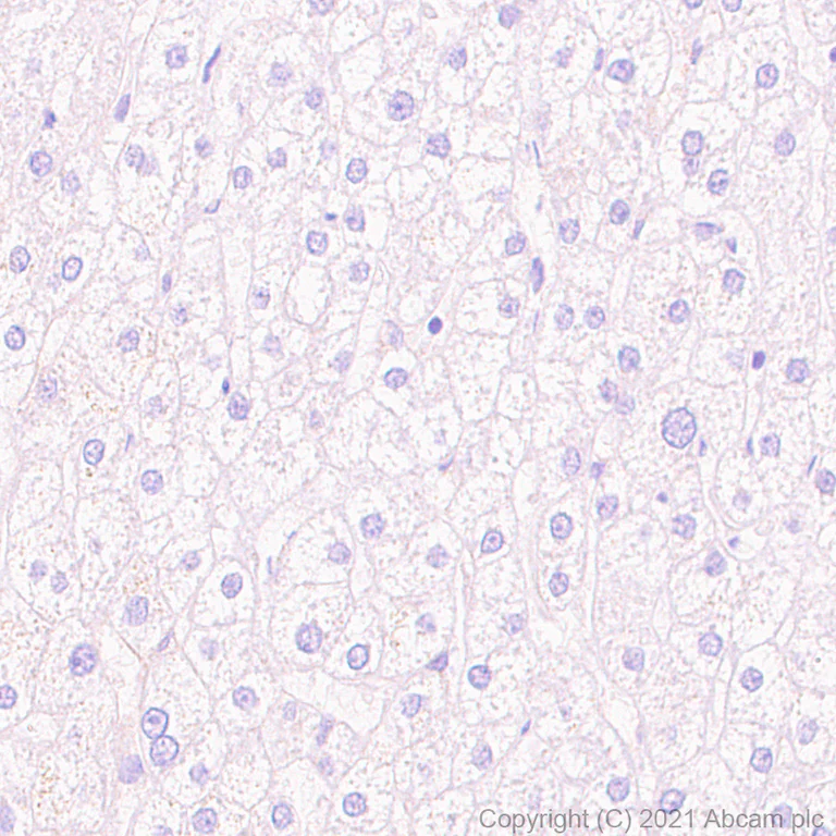 Immunohistochemistry (Formalin/PFA-fixed paraffin-embedded sections) - Anti-TrkC antibody [EPR22959-40] - BSA and Azide free (AB282593)