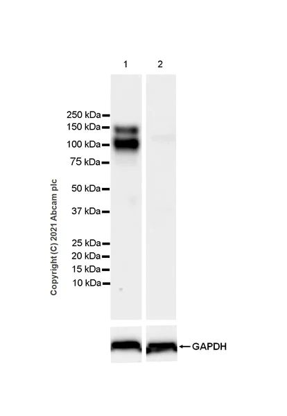 Western blot - Anti-TrkC antibody [EPR22959-40] - BSA and Azide free (AB282593)