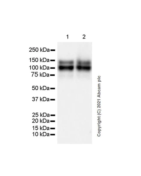 Western blot - Anti-TrkC antibody [EPR22959-40] - BSA and Azide free (AB282593)