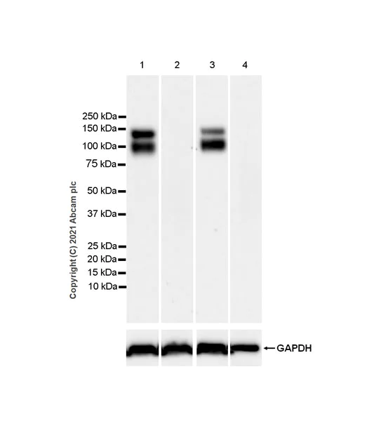 Western blot - Anti-TrkC antibody [EPR22959-40] - BSA and Azide free (AB282593)