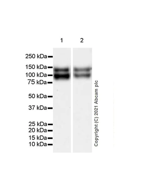 Western blot - Anti-TrkC antibody [EPR22959-40] - BSA and Azide free (AB282593)