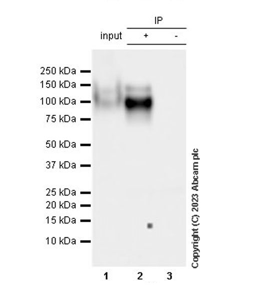 Immunoprecipitation - Anti-TrkC antibody [EPR22959-404] (AB313761), expandable thumbnail