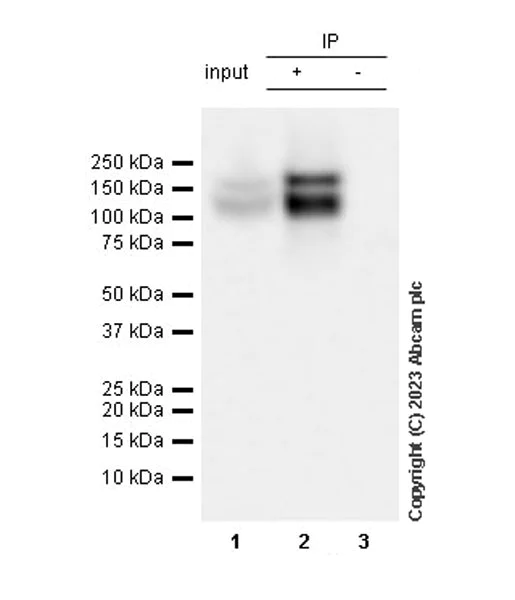 Immunoprecipitation - Anti-TrkC antibody [EPR22959-404] (AB313761)