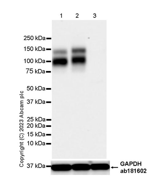 Western blot - Anti-TrkC antibody [EPR22959-404] (ab313761), expandable thumbnail