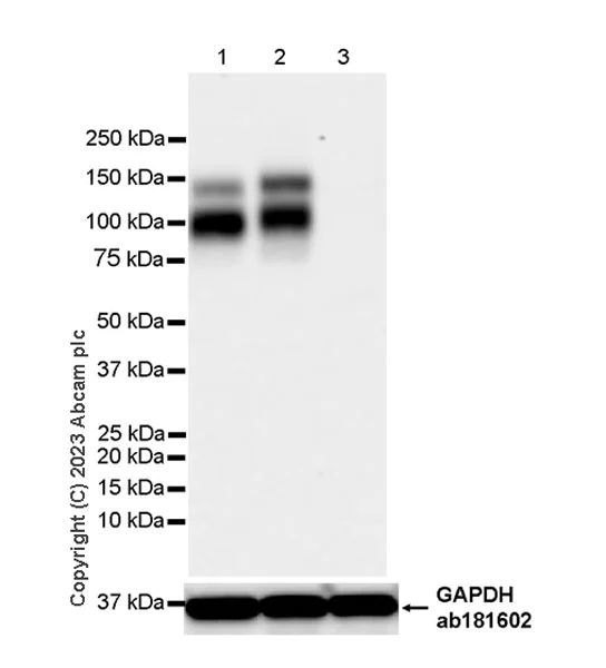 Western blot - Anti-TrkC antibody [EPR22959-404] (AB313761)