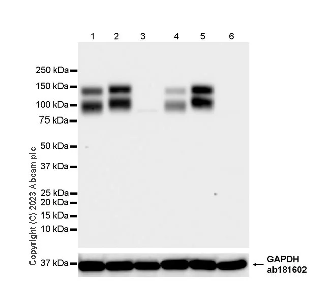Western blot - Anti-TrkC antibody [EPR22959-404] (AB313761)