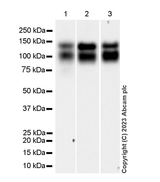 Western blot - Anti-TrkC antibody [EPR22959-404] (AB313761), expandable thumbnail