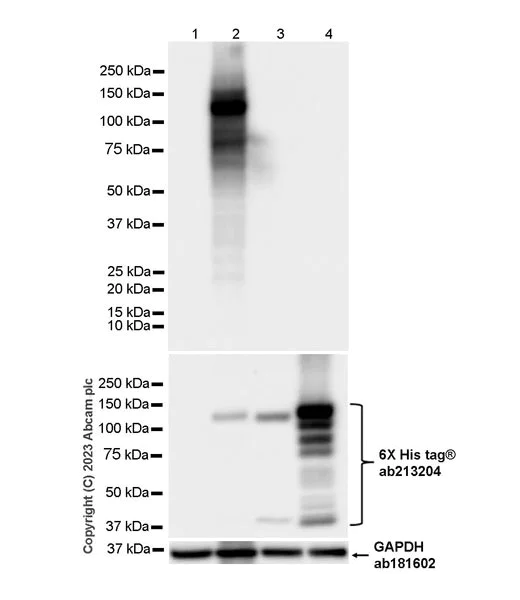 Western blot - Anti-TrkC antibody [EPR22959-404] (AB313761)