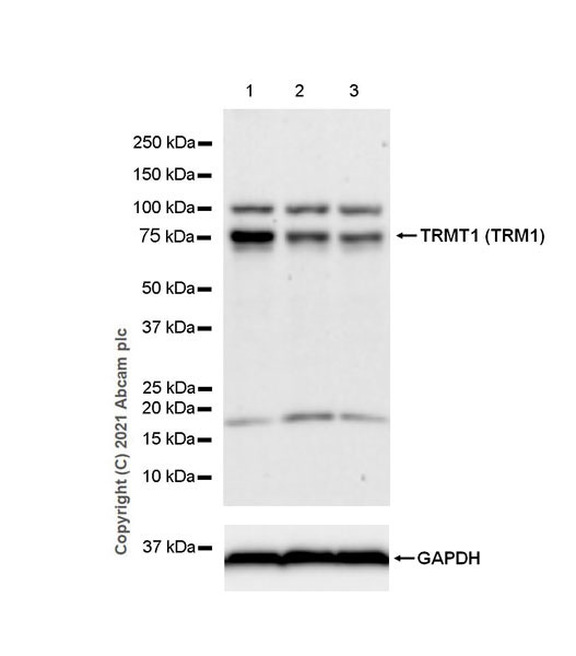 Western blot - Anti-TRM1 antibody [EPR25054-72] (AB283652)