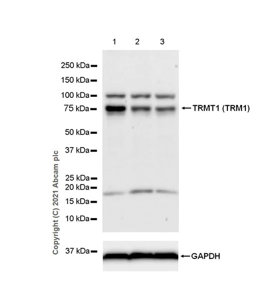 Western blot - Anti-TRM1 antibody [EPR25054-72] - BSA and Azide free (AB283664)