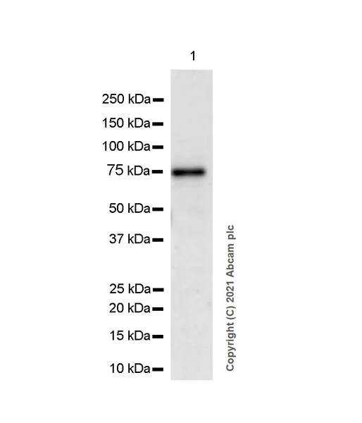 Western blot - Anti-TRM1 antibody [EPR25054-72] - BSA and Azide free (AB283664)