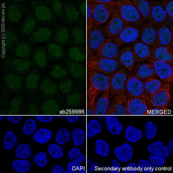 Immunocytochemistry/ Immunofluorescence - Anti-TRMT5 antibody [EPR24139-11] - BSA and Azide free (AB280083), expandable thumbnail