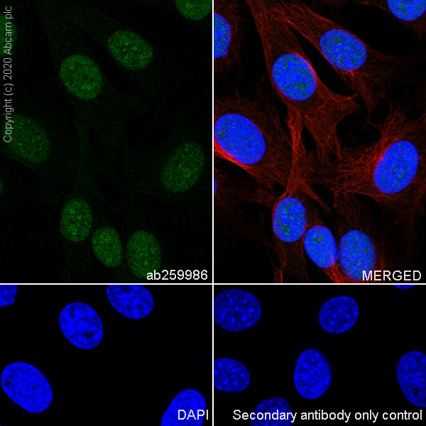 Immunocytochemistry/ Immunofluorescence - Anti-TRMT5 antibody [EPR24139-11] - BSA and Azide free (AB280083), expandable thumbnail