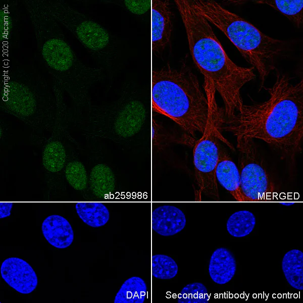 Immunocytochemistry/ Immunofluorescence - Anti-TRMT5 antibody [EPR24139-11] - BSA and Azide free (AB280083)