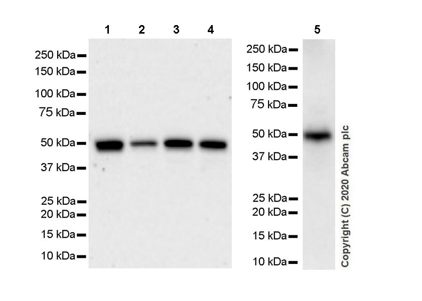 Western blot - Anti-TRMT5 antibody [EPR24139-11] - BSA and Azide free (AB280083), expandable thumbnail