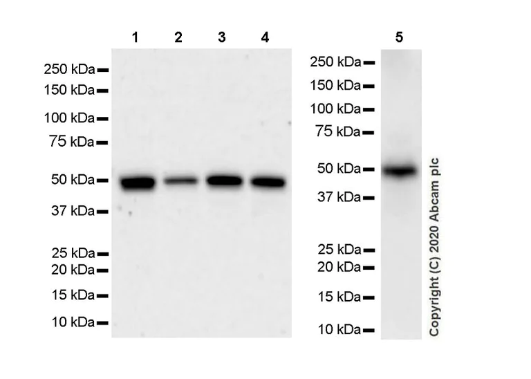 Western blot - Anti-TRMT5 antibody [EPR24139-11] - BSA and Azide free (AB280083)