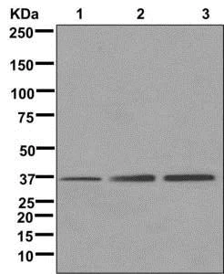 Western blot - Anti-TRNP1 antibody [EPR11958] - BSA and Azide free (AB249806)