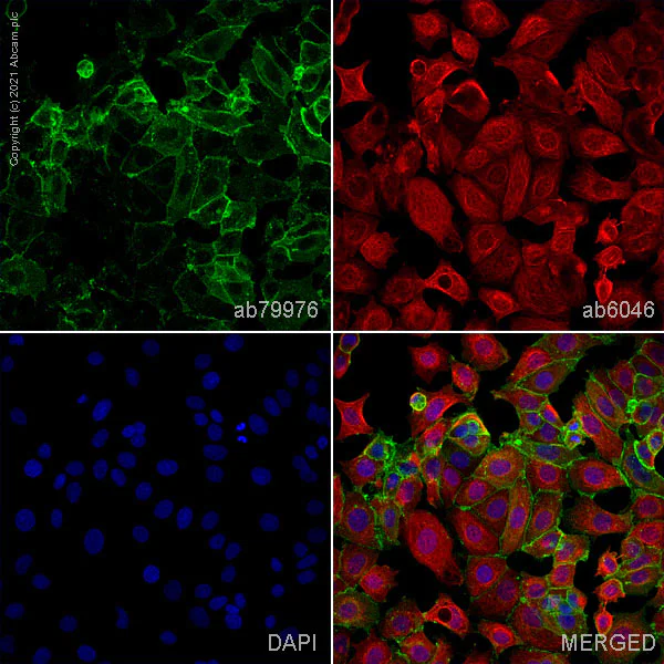 Immunocytochemistry/ Immunofluorescence - Anti-TROP2 antibody [162-46.2] - BSA and Azide free (AB238669)