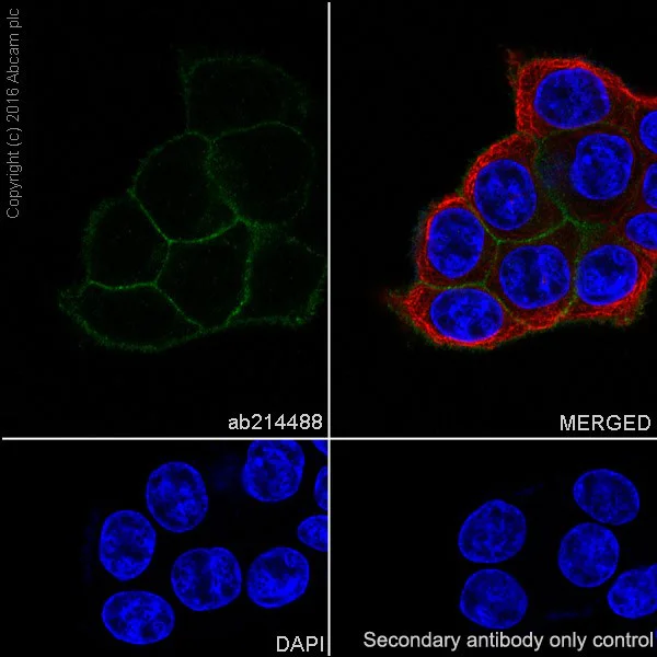 ピークハンド+α カリブ② Anti-TROP2 antibody [EPR20043] KO tested (ab214488) | Abcam