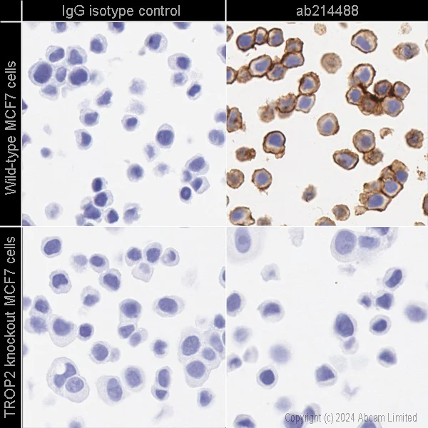 ピークハンド+α カリブ② Anti-TROP2 antibody [EPR20043] KO tested (ab214488) | Abcam