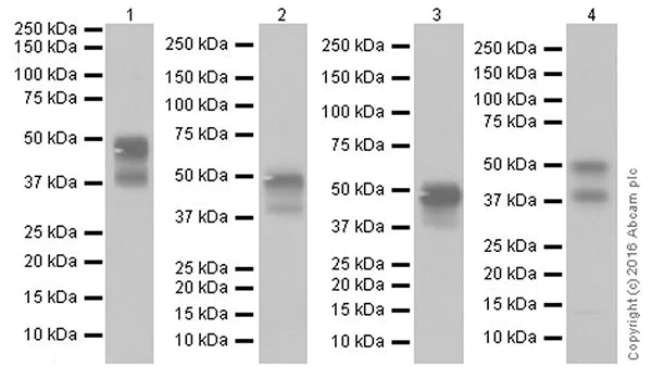Western blot - Anti-TROP2 antibody [EPR20043] (AB214488)