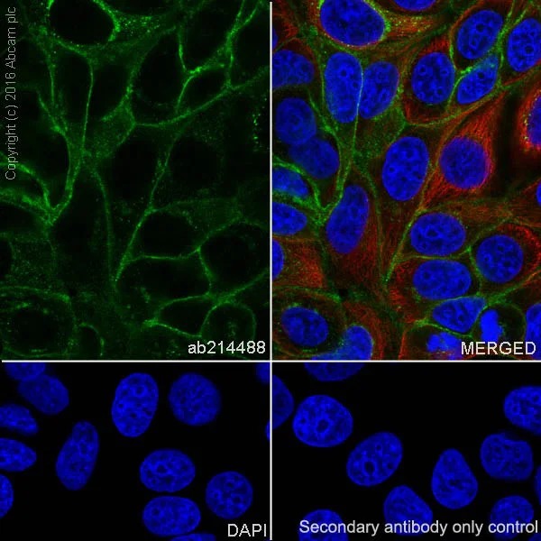 Immunocytochemistry/ Immunofluorescence - Anti-TROP2 antibody [EPR20043] - Low endotoxin, Azide free (AB222935)