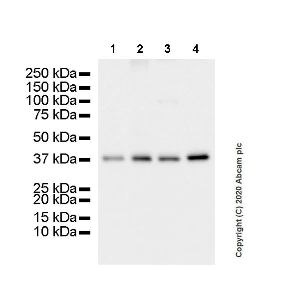 Western blot - Anti-TROP2 antibody [SP293] - BSA and Azide free (AB272014)