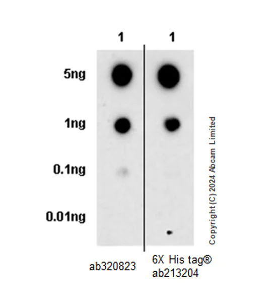 Dot Blot - Anti-Trophoblast specific protein alpha antibody [EPR28905-557] (AB320823)