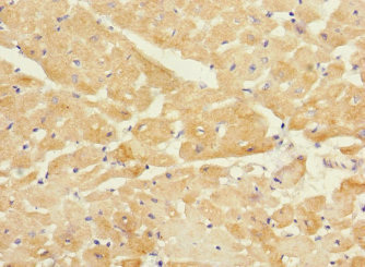 Immunohistochemistry (Formalin/PFA-fixed paraffin-embedded sections) - Anti-Tropomodulin 1 antibody (AB230276)