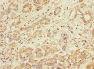 Immunohistochemistry (Formalin/PFA-fixed paraffin-embedded sections) - Anti-Tropomodulin 1 antibody (AB230276)