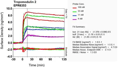 OI-RD Scanning - Anti-Tropomodulin 2 antibody [EPR6353] - BSA and Azide free (AB248026)