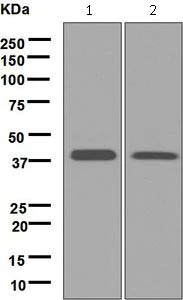 Western blot - Anti-Tropomodulin 2 antibody [EPR6353] - BSA and Azide free (AB248026)