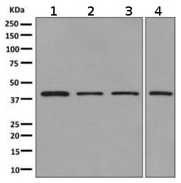Western blot - Anti-Tropomodulin 3 antibody [EPR10302(B)] - BSA and Azide free (AB249221), expandable thumbnail