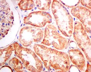 Immunohistochemistry (Formalin/PFA-fixed paraffin-embedded sections) - Anti-Tropomodulin 3 antibody [EPR10303(B)] (AB157215)