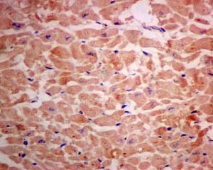 Immunohistochemistry (Formalin/PFA-fixed paraffin-embedded sections) - Anti-Tropomodulin 3 antibody [EPR10303(B)] - BSA and Azide free (AB249317)