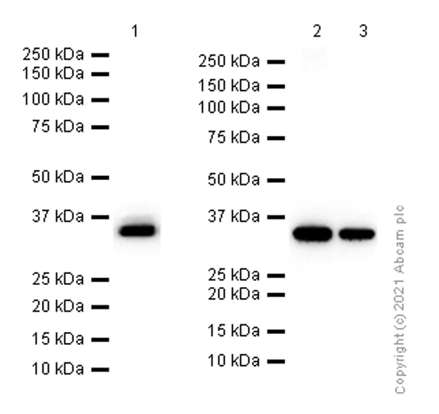 Western blot - Anti-Tropomyosin 1 (alpha) antibody [EPR5158] - BSA and Azide free (AB247885)