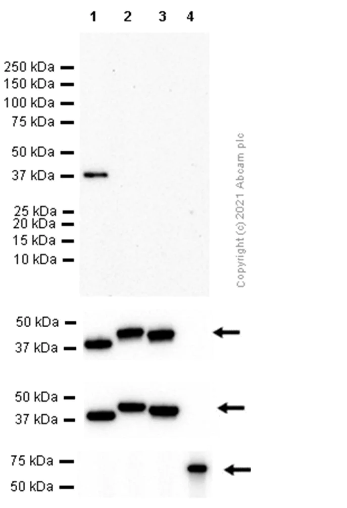 Western blot - Anti-Tropomyosin 1 (alpha) antibody [EPR5158] - BSA and Azide free (AB247885)