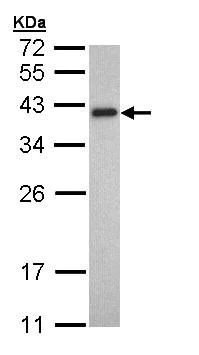 Western blot - Anti-Tropomyosin 2 antibody (AB96073)