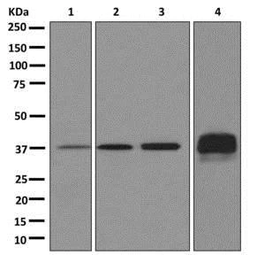 Western blot - Anti-Tropomyosin 2 antibody [EPR12846] - BSA and Azide free (AB250178)