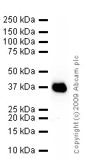 Western blot - Anti-Tropomyosin antibody [TM-311] (AB7785)