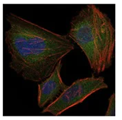 Immunocytochemistry/ Immunofluorescence - Anti-Troponin I fast skeletal muscle antibody [2F12G2] (AB126824)