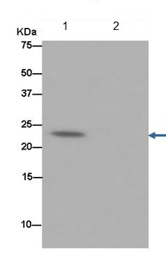 Immunoprecipitation - Anti-Troponin I fast skeletal muscle antibody [EPR14927(B)] (AB184554), expandable thumbnail