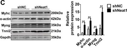 Western blot - Anti-Troponin I fast skeletal muscle antibody [EPR14927(B)] (AB184554), expandable thumbnail