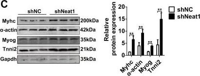 Western blot - Anti-Troponin I fast skeletal muscle antibody [EPR14927(B)] (AB184554)